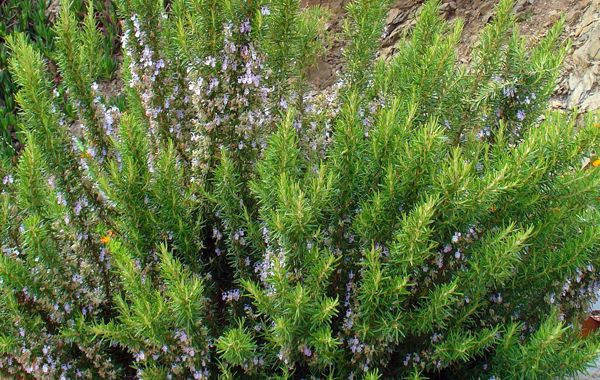 Rosmarinus officinalis à camphre
